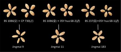 Detection of seed purity of <mark class="highlighted">hybrid wheat</mark> using reflectance and transmittance hyperspectral imaging technology